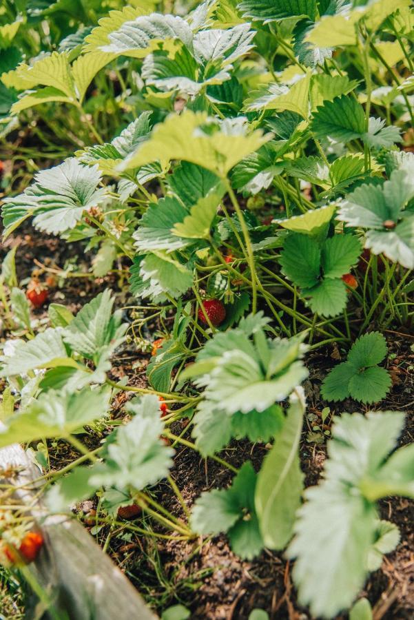 Apartmány Rajschl - Železná Ruda Esterno foto